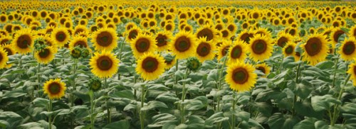 Sunflowers