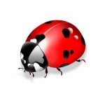 ladybug