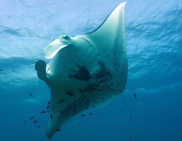 Mantaray