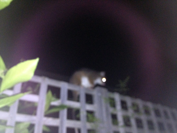 Possum